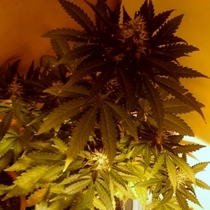 Black Jack Auto (Sweet Seeds) Cannabis Seeds
