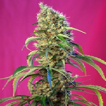 Black Jack CBD (Sweet Seeds) Cannabis Seeds
