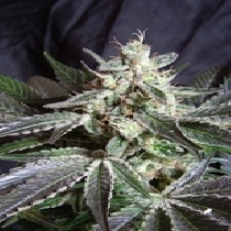 Black Jack F1 Fast Version (Sweet Seeds) Cannabis Seeds