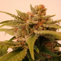 Black Jack (Sweet Seeds) Cannabis Seeds