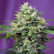 Blow Mind Auto (Sweet Seeds) Cannabis Seeds