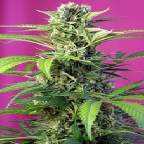 Chem Beyond Diesel CBD (Sweet Seeds) Cannabis Seeds