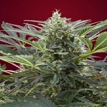 Cream 47 (Sweet Seeds) Cannabis Seeds