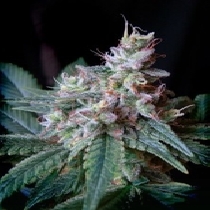 Cream Caramel F1 Fast Version (Sweet Seeds) Cannabis Seeds