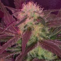 Cream Caramel (Sweet Seeds) Cannabis Seeds