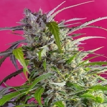 Crystal Candy Auto (Sweet Seeds) Cannabis Seeds