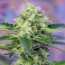 Crystal Candy (Sweet Seeds) Cannabis Seeds