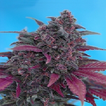 Dark Devil Auto (Sweet Seeds) Cannabis Seeds
