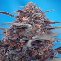 Devil Cream Auto (Sweet Seeds) Cannabis Seeds