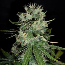 Fast Bud Auto (Sweet Seeds) Cannabis Seeds
