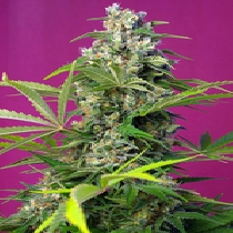 Gorilla Girl (Sweet Seeds) Cannabis Seeds