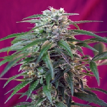 Green Poison Auto (Sweet Seeds) Cannabis Seeds