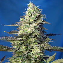 Green Poison XL Auto (Sweet Seeds) Cannabis Seeds