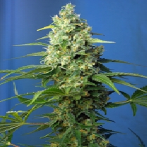 Honey Peach Auto CBD (Sweet Seeds) Cannabis Seeds