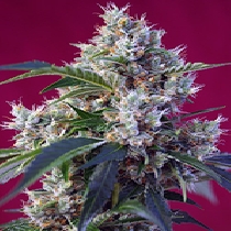 Indigo Berry Kush (Sweet Seeds) Cannabis Seeds