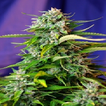 Jack 47 Auto (Sweet Seeds) Cannabis Seeds