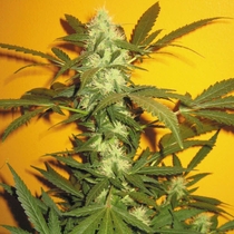 Jack 47 (Sweet Seeds) Cannabis Seeds
