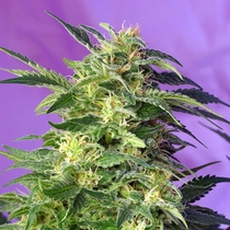 Killer Kush Auto (Sweet Seeds) Cannabis Seeds