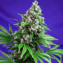 Killer Kush F1 Fast Version (Sweet Seeds) Cannabis Seeds
