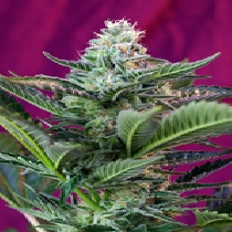 Moham Ram Auto (Sweet Seeds) Cannabis Seeds
