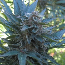 Moham Ram (Sweet Seeds) Cannabis Seeds