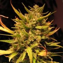 Psicodelicia (Sweet Seeds) Cannabis Seeds