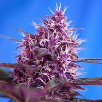 Red Poison Auto (Sweet Seeds) Cannabis Seeds