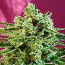 S.A.D Sweet Afghani Delicious CBD (Sweet Seeds) Cannabis Seeds