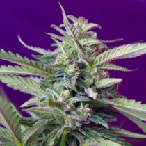 S.A.D. Sweet Afgani Delicious Auto (Sweet Seeds) Cannabis Seeds