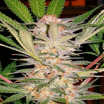 S.A.D. Sweet Afgani Delicious (Sweet Seeds) Cannabis Seeds