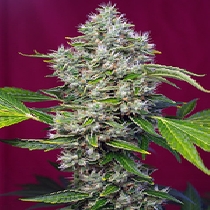 San Fernando Lemon Kush (Sweet Seeds) Cannabis Seeds