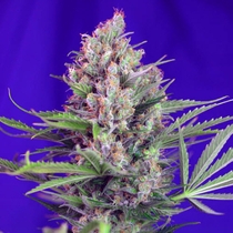 Cream Mandarine F1 Fast Version (Sweet Seeds) Cannabis Seeds