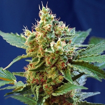 Cream Manderine XL Auto (Sweet Seeds) Cannabis Seeds