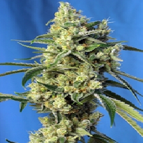 Sweet Amnesia Haze (Sweet Seeds) Cannabis Seeds