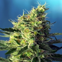 Sweet Pure CBD (Sweet Seeds) Cannabis Seeds
