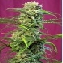 Sweet Tai (Sweet Seeds) Cannabis Seeds