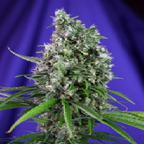 Sweet Trainwreck Auto (Sweet Seeds) Cannabis Seeds
