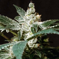 Wild Rose (Sweet Seeds) Cannabis Seeds
