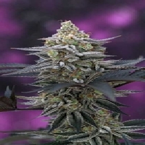 Cherrygasm (TGA Subcool Seeds) Cannabis Seeds