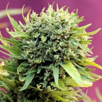 Dairy Queen (TGA Subcool Seeds) Cannabis Seeds