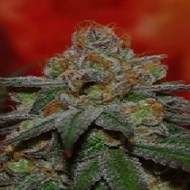 Grape Lime Ricky (TGA Subcool Seeds) Cannabis Seeds