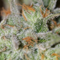 Jack Straw (TGA Subcool Seeds) Cannabis Seeds