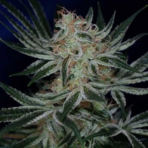 Jack The Ripper (TGA Subcool Seeds) Cannabis Seeds