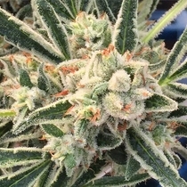 Jazz (TGA Subcool Seeds) Cannabis Seeds