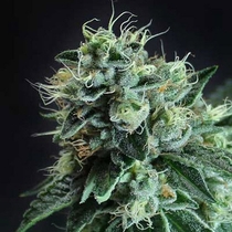 Jesus OG (TGA Subcool Seeds) Cannabis Seeds