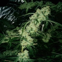 Nepali Queen (TGA Subcool Seeds) Cannabis Seeds