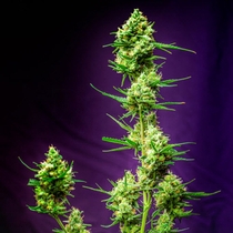 Nurse Jackie (TGA Subcool Seeds) Cannabis Seeds