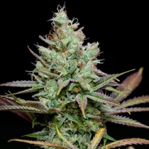 Pennywise (TGA Subcool Seeds) Cannabis Seeds