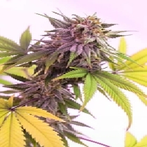 Pina Rita (TGA Subcool Seeds) Cannabis Seeds