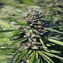 Purgatory (TGA Subcool Seeds) Cannabis Seeds
